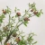Import Artificial Pomegranate Tree For Interior Decoration Plastic Plant from China