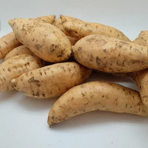 Best Fresh Sweet Potatoes for sale