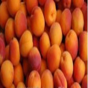 Best Quality Fresh Apricots / Dry Apricots