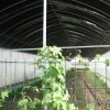 china winter greenhouse/splar green house with quilt