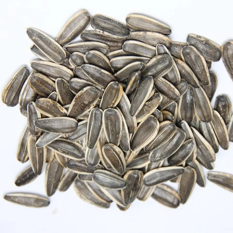 Chinese High Quality Sunflower Seeds 361 363