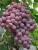 Import Chinese red globe grape fresh red table grape fruit seedless red globe crinson red color grape from China