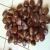 Import Competitive price chestnuts, health food, supply China from China