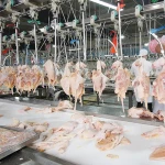 Complete poultry chicken slaughtering line for chicken killing, evisceration, pre cooling, cut up line.
