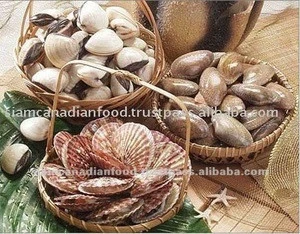 Cooked Clam Meat Shellfish