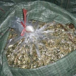 COW FEED/ CORN SILAGE, CORN WITH MOLASSE