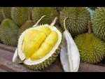 Crisp Frozen Durian Fruits Sweet Delicious, Monthong
