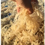 DRIED EUCHEUMA COTTONII SEAWEED /IRISH SEA MOSS COTTONII FROM OCEAN