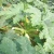 Import Early maturity light green peel excellent shining zucchini seed from China
