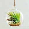 Easy Growin Designs Hot New Cute Glass Glass Planter for Air Plants or Succulents Garden Ornaments