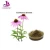 Import Echinacea P.E. Herb Extraction Processing Plant Echinacea Purpurea Extract in Bulk from China