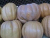 egyptian fresh pumpkin high quality (A)