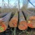 Import european ash white oak verkoop cherry bubinga wood logs from China