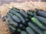 EXPORTING TO EUROPE MARKET BIG BIG FUYI WINTER MELON