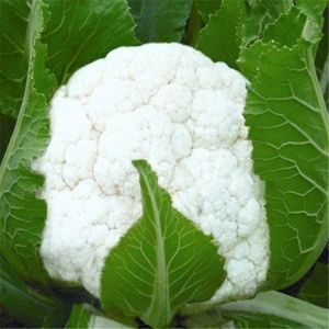 F1 hybrid  Heat-resistant White Cauliflower Seeds with tight flower