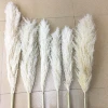 Factory price real natural dry flowers brown white large pampas grass fluffy for wedding decor