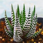 Farm supply live plants Haworthia fasciata succulent plant