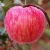 Import Farm Wholesale Fruit Fruits Apple Fresh Apples from China