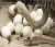 Import FERTILE FRESH OSTRICH EGGS AND CHICKS/RED AND BLACK NECK OSTRICH CHICKS from Belgium