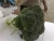 Import Fresh Broccoli from Egypt