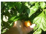 Fresh Capsicum (Bell Pepper) with low and best price