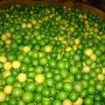 FRESH EUREKA LEMONS,YELLOW LEMONS,FRESH GREEN EUREKA LEMON