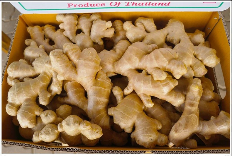 Fresh Ginger Air Dried Premium Quality from Thailand