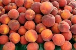 Fresh Peach Fruit
