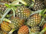 Fresh Pineapples from Philippines