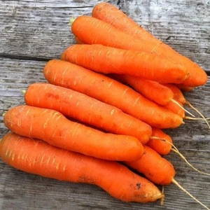 Fresh Raw Carrots Premium Quality