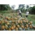 Import Fresh Whole Pineapple / Pineapples Fresh for Sale from Thailand