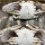 Import Good Taste Wholesale Frozen Swimming Crab from China