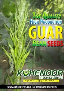 Guar Seeds for forage