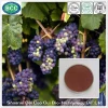 Health Care Product 100% Pure Natural Grape Seed Extract