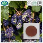 Health Care Product 100% Pure Natural Grape Seed Extract