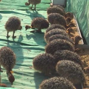 HEALTHY OSTRICH CHICKS/EGGS AVAILABLE AT CHEAP COST