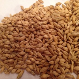High quality Barley