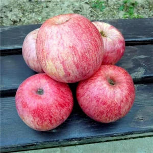 High Quality big size Fresh Qinguan apple