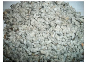 HIgh Quality Cotton Seed