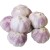 Import High Quality Fresh Normal White Peeled Fresh Garlic Chinese from China
