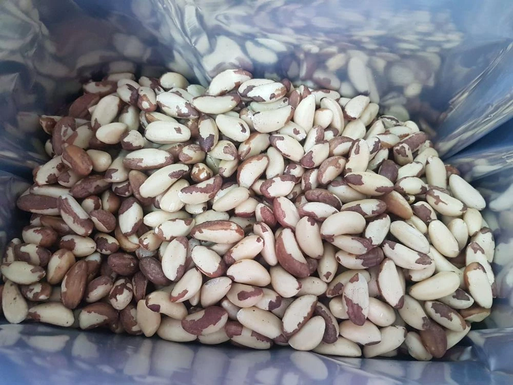 High Quality PERU Brazil Nut