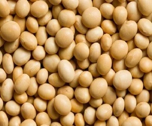 High sales soybeans