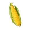 Hybrid f1 Heat Resistant Super Sweet Yellow Corn Seed Vegetable Seed