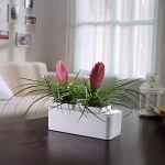 indoor ornamental plants