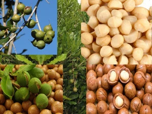 Macadamia Nut Without and in Shell / Organic Macadamia Nuts and Kernels