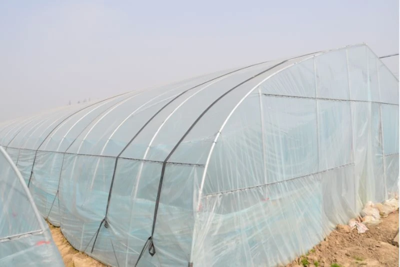 Manufacturer Low Cost Commercial Polycarbonate Single Span Plastic Film Greenhouse