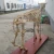 Import medical educational skeleton model, vivid real animal bone bull /cow skeleton from China