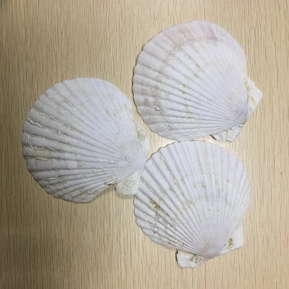 Natural craft seashell dried scallop shell in low price