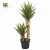 Import Natural-Design 0.9m Indoor Decoration/Ornament Plastic Artificial Aloe Vera Plant from China