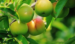 Nature plant fruit seedlings Prunus salicina